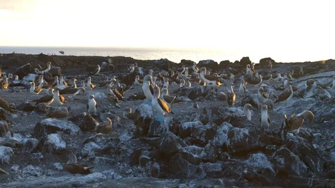 Blue-footed booby colony at sunset Stock Footage 111278018