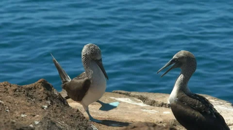 A blue-footed booby dancing in the galalagos islands, ecuador Stock Footage 64834985