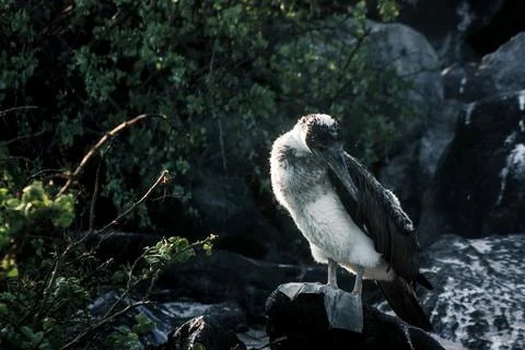 Blue-Footed Booby at Dawn Stock Photos