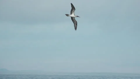 Blue-Footed Booby Diving into Water Fishing in the Galapagos Islands Stock Footage 140559771