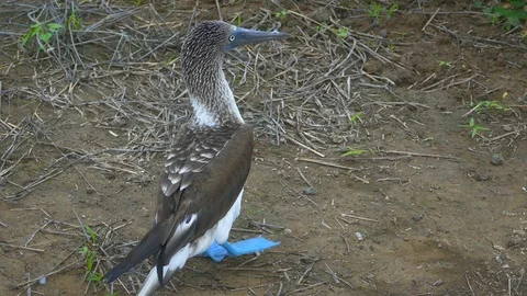 Blue Footed Booby in Ecuador 库存影片 101260974