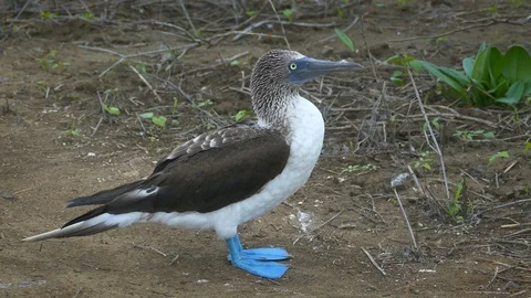 Blue Footed Booby in Ecuador Video stock 101261362