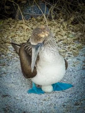Blue Footed Booby with Egg Stock Photos