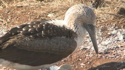 Blue Footed Booby Eggs Stock Footage 25603217