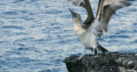 Blue footed booby flapping its wings fast as it stands on a high rock. Stock Footage 269120734