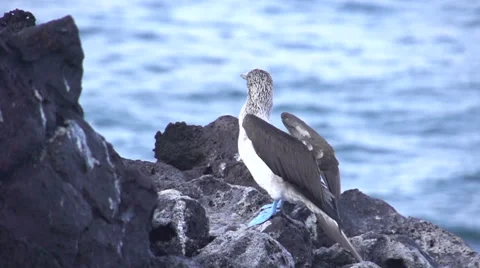 https://images.pond5.com/blue-footed-booby-flying-away-footage-041815581_iconl.jpeg