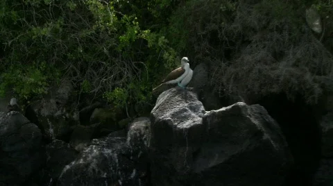 Blue footed booby Stock Footage 758158