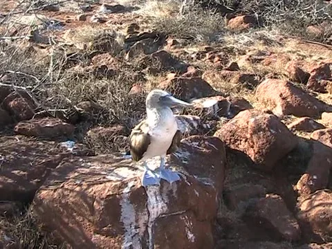 Blue Footed Booby 库存影片 1043826