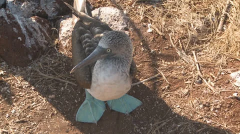 Blue Footed Booby Stock Footage 25603119