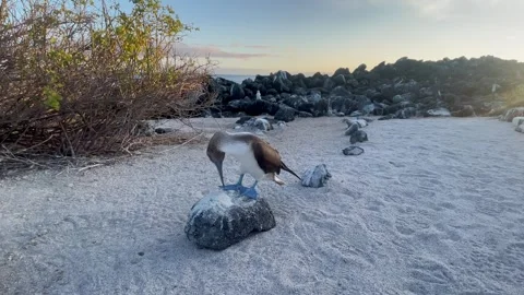 Blue footed booby, Galapagos Stock Footage 290170835