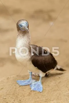 Blue Footed Booby In Galapagos Islands Stock Photos