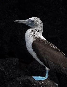 Blue footed booby in Galapagos, Sula nebouxii, vertical photo Stock Photos
