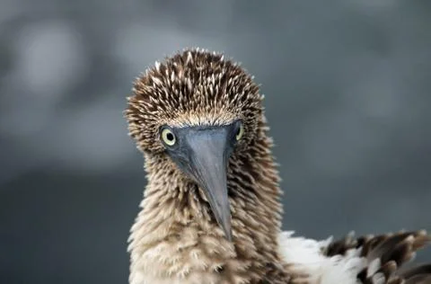 Blue footed booby head Stock Photos