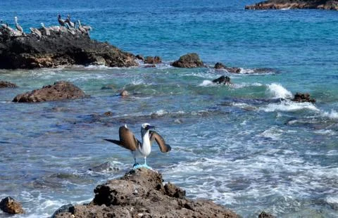 Blue Footed Booby on Isla Isabel, Mexico Stock Photos