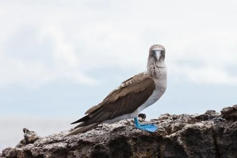 Blue footed booby looking straight into the lens. Stock Photos