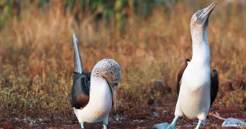 Blue Footed Booby Stock Footage ~ Royalty Free Stock Videos