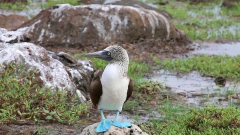 Blue Footed Booby Stock Footage ~ Royalty Free Stock Videos