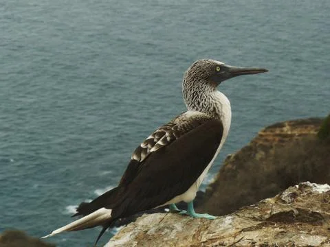 Blue footed booby with the ocean as background Stock Photos