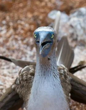 Blue-footed booby Stock Photos