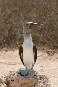 Blue-footed booby Stock Photos
