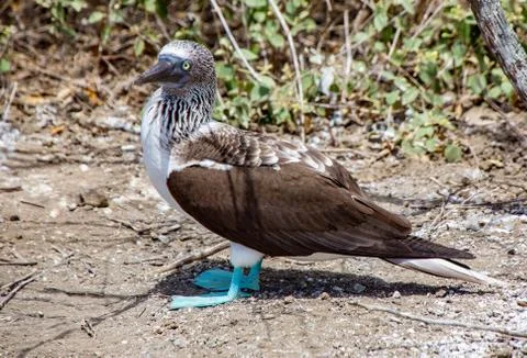 Blue Footed Booby Stock Photos