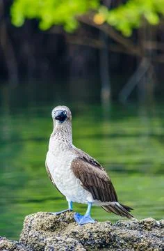 Blue footed booby Stock Photos