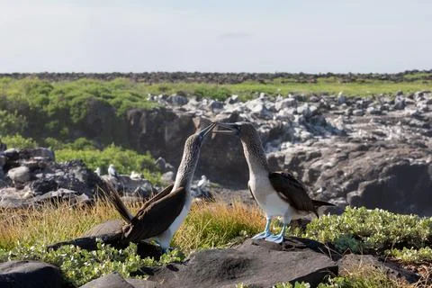 Blue-footed booby Stock Photos