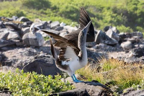 Blue-footed booby Stock Photos
