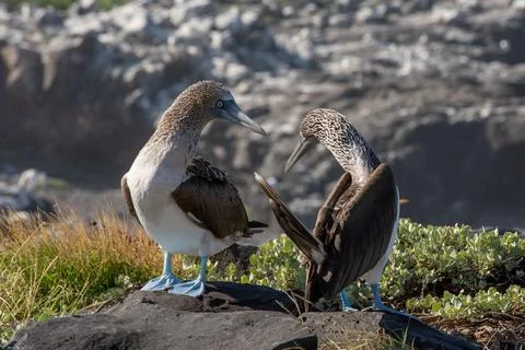 Blue-footed booby Stock Photos
