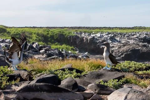 Blue-footed booby Stock Photos