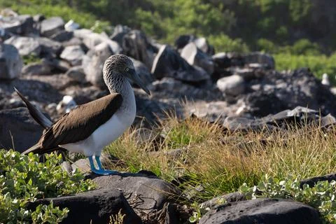 Blue-footed booby Stock Photos