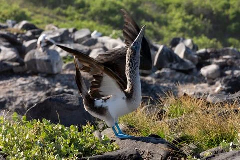 Blue-footed booby Stock Photos