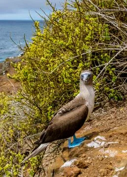 Blue-footed booby, Punta Pit at San Cristobal Island in Galapagos, Ecuador Stock Photos