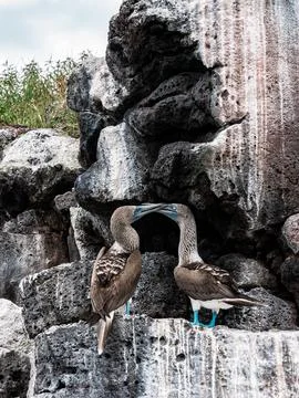Blue-Footed Booby Resting on Volcanic Rocks in Galapagos Stock Photos