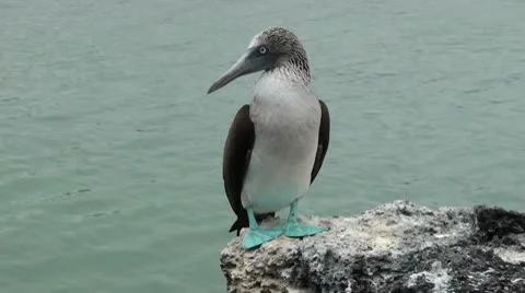 Blue footed booby on a rock Stock Footage