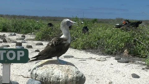Blue-Footed Booby on Rock Stock-Footage 75014807