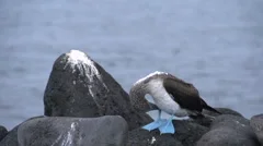 Brown Booby Fight, slow-motion, Stock Video