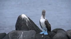 Brown Booby Fight, slow-motion, Stock Video