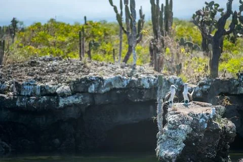 A blue-footed booby standing on the edge of some rocks in the Los Tuneles a.. Фото