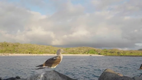 Blue footed booby standing on a rock in Galapagos Islands 스톡 동영상 310190836
