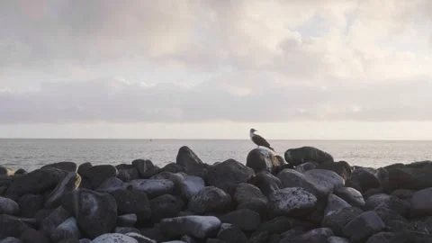 Blue footed booby standing on rocks in Galapagos Islands 스톡 동영상 310190829