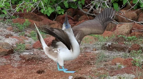 Blue-footed Booby (Sula nebouxii) on North Seymour Island, Galapagos National Video stock 60964136