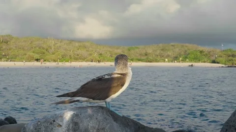 Blue footed booby Sula nebouxii standing on a rock 스톡 동영상 310190900