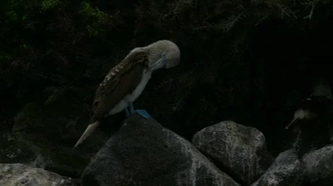 Blue footed booby two preens Stock Footage 769677
