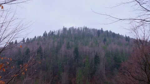 Blue forest in the autumn mountains Stock Footage 257072292