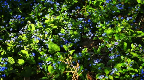 Blue Forest Flower on Ground Stock-Footage 49286665
