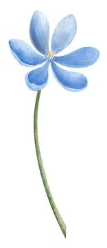 Blue forest Flower on isolated background. Hand drawn watercolor botanical Stock Illustration