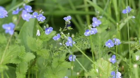 Blue forest flowers Video stock 145468629