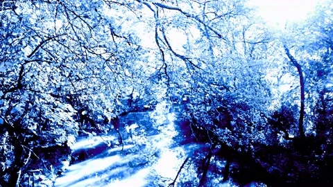 Blue Forest Video stock 165137975