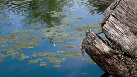 Blue forest lake with reflection of sky Video stock 80417778
